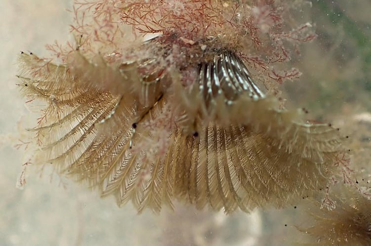 A 'Megalomma' fan worm. Picture: Nigel Mortimer
